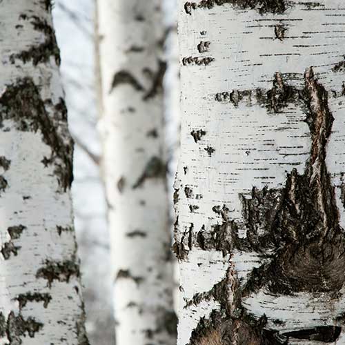 birch-tree